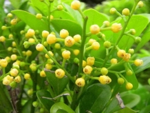 米蘭光長(zhǎng)葉子不開花怎么辦？